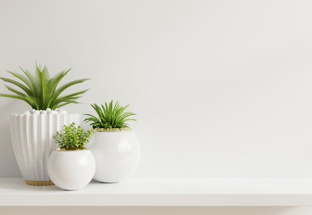 curios-collections-homezen-1-1